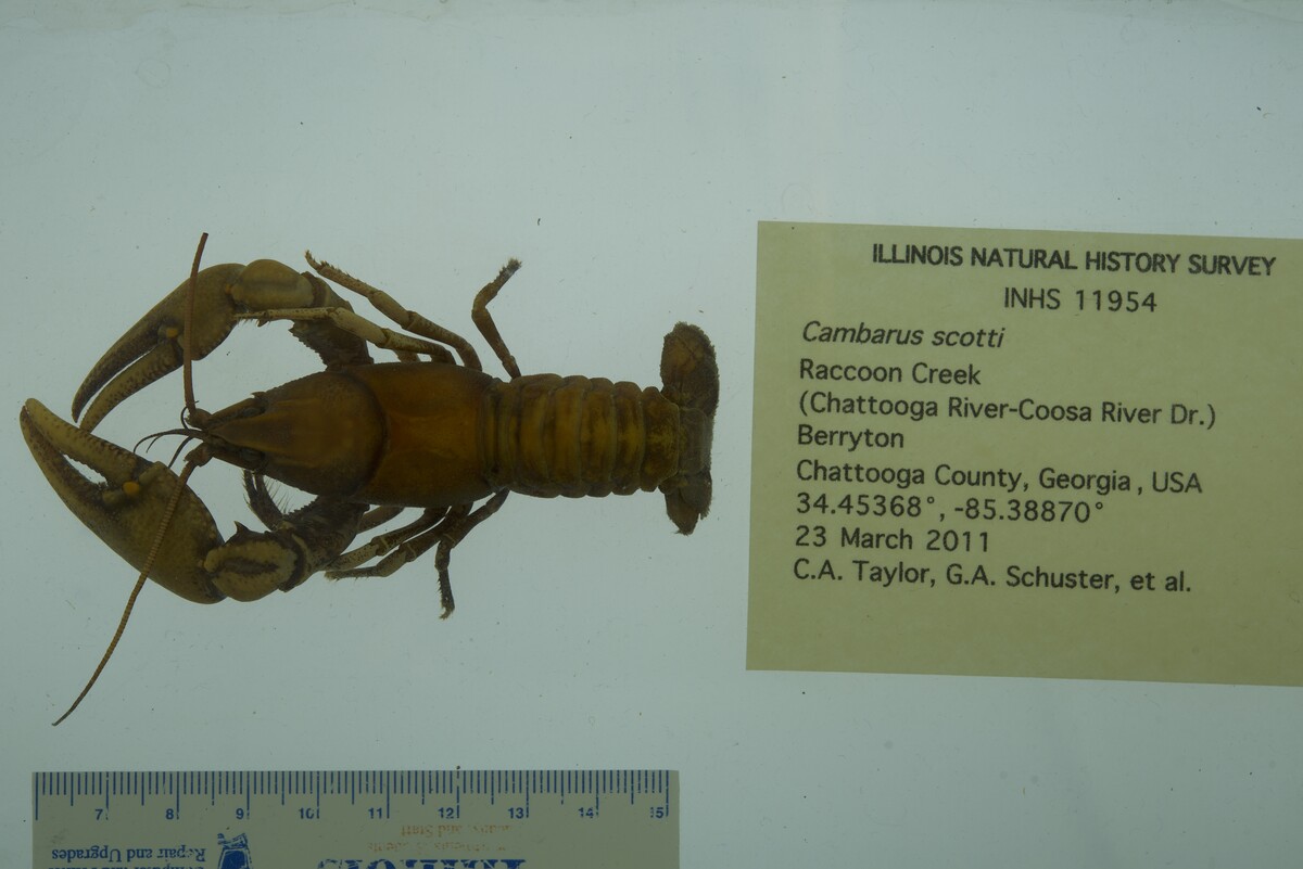 Cambarus scotti image